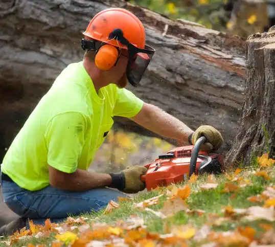 tree services Sussex